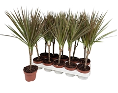 Dracaena Bicolor 12Ø 60cm