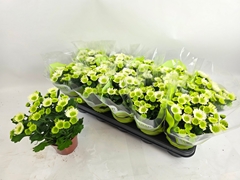 Chrysanth Splash Meadow 12Ø 23cm