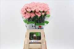 Dianthus Single Eternal Love 70cm
