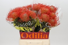 Leucospermum Succession 50cm