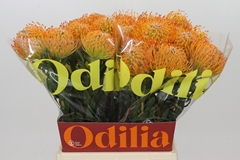 Leucospermum Ayoba Sun 50cm