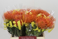 Leucospermum Gold Dust 40cm