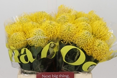 Leucospermum Ayoba Yellow 40cm