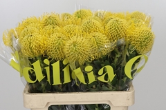 Leucospermum High Gold 60cm