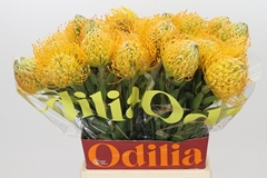 Leucospermum Jelena 50cm