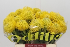 Leucospermum Ayoba Yellow 40cm