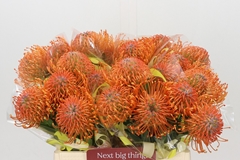 Leucospermum Ayoba Mandarin Zest 40cm