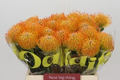 Leucospermum Ayoba Sun 40cm