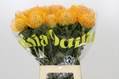 Leucospermum Soleil 70cm