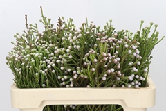 Brunia Noduliflora 50cm