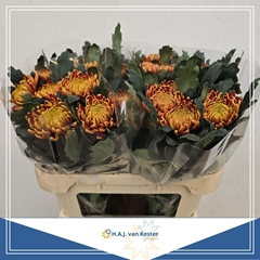Chrysanth Single Fuego 70cm 100gr.