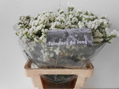 Limonium Sinuatum Aspen Wings 65cm 40gr.