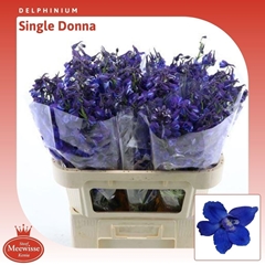 Delphinium Single Donna 70cm