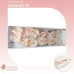 Anthurium Carnaval 11cm Hd