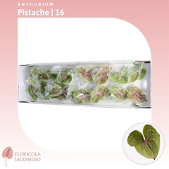 Anthurium Pistache 11cm Hd