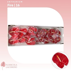 Anthurium Fire 11cm Hd