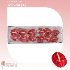 Anthurium Tropical 11cm Hd