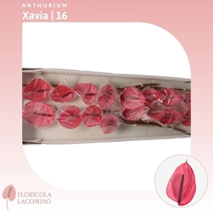 Anthurium Xavia 11cm Hd