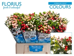 Hypericum Coco Colours Mix 60cm