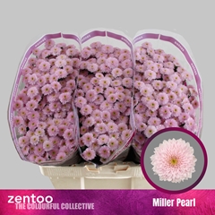 Chrysanth Santini Miller Pearl 55cm 48gr.