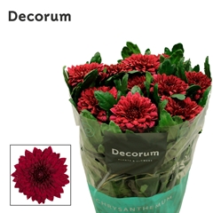 Chrysanth Single Monza 70cm 90gr.