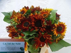 Helianthus Prado Red 70cm