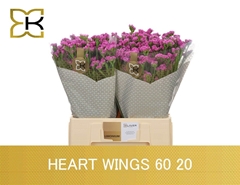 Limonium Sinuatum Heart Wings 60cm 20gr.