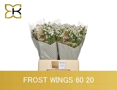 Limonium Sinuatum Frost Wings 60cm 20gr.