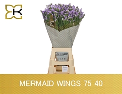 Limonium Sinuatum Mermaid Wings 75cm 40gr.