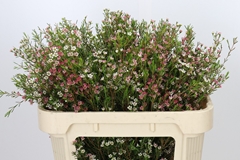 Chamelaucium My Sweet Sixteen 70cm 70gr.