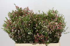 Chamelaucium My Sweet Sixteen 55cm 55gr.