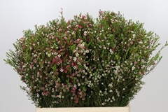Chamelaucium My Sweet Sixteen 60cm 55gr.