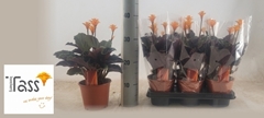 Calathea Crocata 14Ø 35cm
