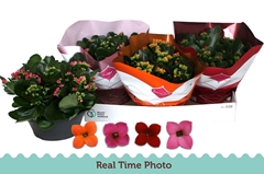 Kalanchoe Single Mix 4 Colours 23Ø 25cm