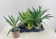 Dracaena Mix 17Ø 45cm
