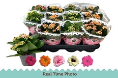 Kalanchoe Double Mix 9Ø 17cm