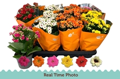 Kalanchoe Double Mix 9Ø 22cm