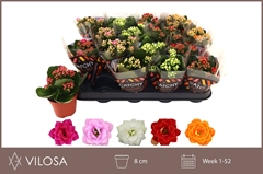 Kalanchoe Double Mix 8Ø 15cm