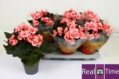 Begonia Double Move 2 Joy Pink 14Ø 35cm
