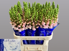 Antirrhinum Costa Silver 75cm