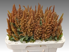 Amaranthus Cruentus Hot Biscuits 70cm