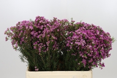 Chamelaucium Kalbarri 60cm 50gr.