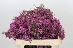 Chamelaucium Kalbarri 70cm 70gr.