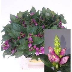 Chelone Obliqua 55cm