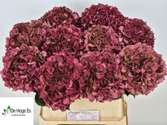 Hydrangea Pink Ruby Classic 80cm 19-21cm Hd