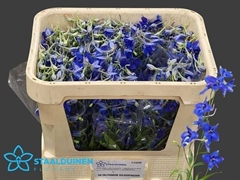 Delphinium Single Volkerfrieden 60cm