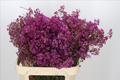 Chamelaucium Ariel 80cm 90gr.