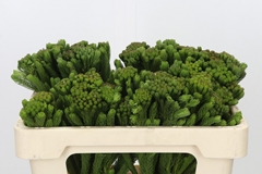 Brunia Albiflora Green 50cm