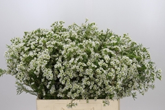 Chamelaucium Grace 60cm 20gr.