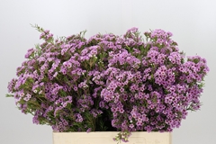 Chamelaucium Giselle 60cm 25gr.